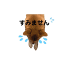 柴犬 こうめちゃん②♡敬語編（個別スタンプ：31）