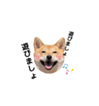 柴犬 こうめちゃん②♡敬語編（個別スタンプ：33）
