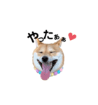 柴犬 こうめちゃん②♡敬語編（個別スタンプ：34）