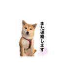 柴犬 こうめちゃん②♡敬語編（個別スタンプ：36）