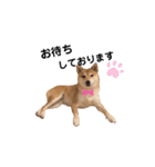 柴犬 こうめちゃん②♡敬語編（個別スタンプ：37）
