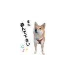 柴犬 こうめちゃん②♡敬語編（個別スタンプ：38）