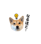 柴犬 こうめちゃん②♡敬語編（個別スタンプ：39）