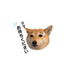 柴犬 こうめちゃん②♡敬語編（個別スタンプ：40）