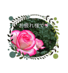 お花の写真のスタンプです。（個別スタンプ：6）