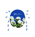 お花の写真のスタンプです。（個別スタンプ：12）