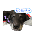ビーたんスタンプ（個別スタンプ：3）