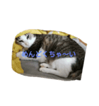 猫のチャム様スタンプ（個別スタンプ：1）