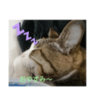 猫のチャム様スタンプ（個別スタンプ：2）