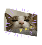 猫のチャム様スタンプ（個別スタンプ：4）