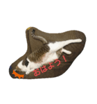 猫のチャム様スタンプ（個別スタンプ：7）