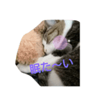 猫のチャム様スタンプ（個別スタンプ：8）