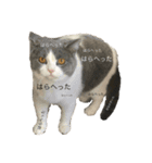 たなかけのねこたち（個別スタンプ：1）