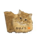 たなかけのねこたち（個別スタンプ：2）
