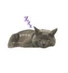 たなかけのねこたち（個別スタンプ：3）