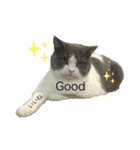 たなかけのねこたち（個別スタンプ：4）