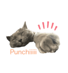 たなかけのねこたち（個別スタンプ：5）