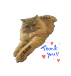 たなかけのねこたち（個別スタンプ：6）