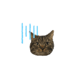 たなかけのねこたち（個別スタンプ：7）