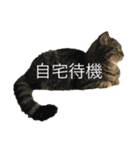 たなかけのねこたち（個別スタンプ：8）