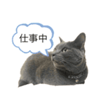 たなかけのねこたち（個別スタンプ：9）