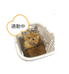 たなかけのねこたち（個別スタンプ：10）
