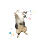 たなかけのねこたち（個別スタンプ：15）