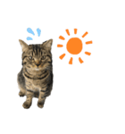 たなかけのねこたち（個別スタンプ：16）