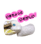 癒しの愛犬＊（個別スタンプ：1）