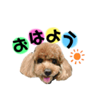 癒しの愛犬＊（個別スタンプ：2）