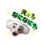 癒しの愛犬＊（個別スタンプ：3）