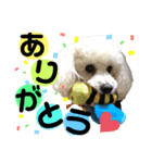 癒しの愛犬＊（個別スタンプ：7）