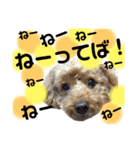 癒しの愛犬＊（個別スタンプ：8）