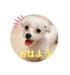 マルチーズのジャッキーくん（個別スタンプ：1）
