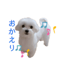 マルチーズのジャッキーくん（個別スタンプ：3）