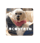 マルチーズのジャッキーくん（個別スタンプ：6）