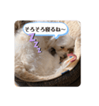 マルチーズのジャッキーくん（個別スタンプ：12）