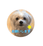 マルチーズのジャッキーくん（個別スタンプ：20）
