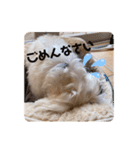 マルチーズのジャッキーくん（個別スタンプ：23）
