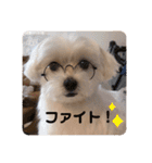 マルチーズのジャッキーくん（個別スタンプ：26）