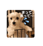 マルチーズのジャッキーくん（個別スタンプ：27）