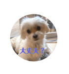 マルチーズのジャッキーくん（個別スタンプ：32）