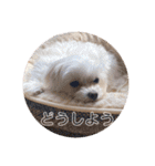 マルチーズのジャッキーくん（個別スタンプ：33）