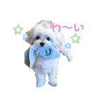 マルチーズのジャッキーくん（個別スタンプ：34）