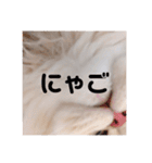 ゆちまるすたんぷ（個別スタンプ：30）