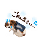 たれみみ、ここたん。2（個別スタンプ：1）