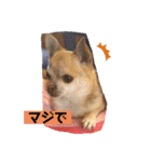 家族に乾杯やでぇ（個別スタンプ：10）