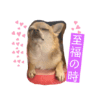 家族に乾杯やでぇ（個別スタンプ：22）