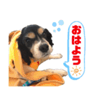 キャバリアのカール君（個別スタンプ：1）