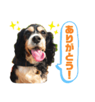 キャバリアのカール君（個別スタンプ：3）